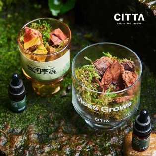 CITTA Native Garden Moss series fire free aromatherapy gift box rock moss fragrance stone home decor